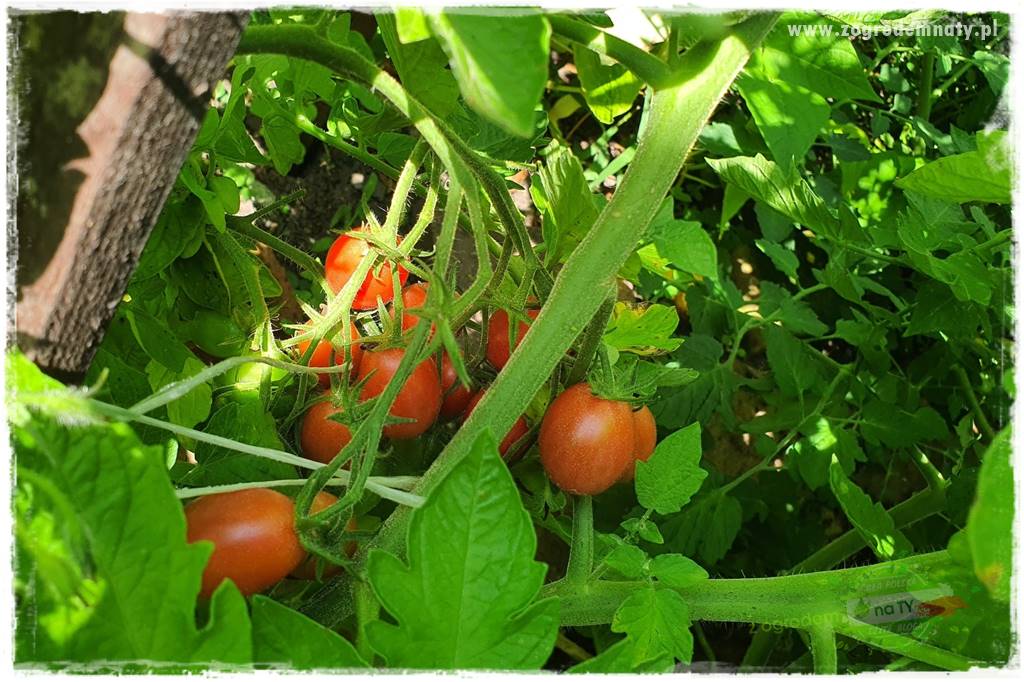 Ekologiczne sadzenie pomidorów 7 Ekologiczne sadzenie pomidorów 7