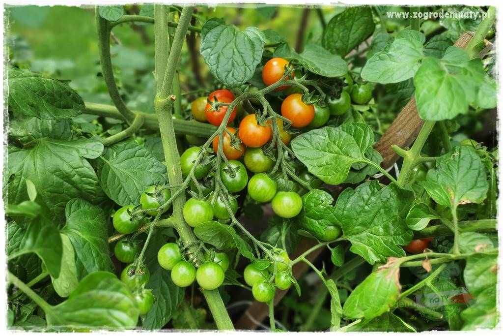 Ekologiczne sadzenie pomidorów 8 Ekologiczne sadzenie pomidorów 8