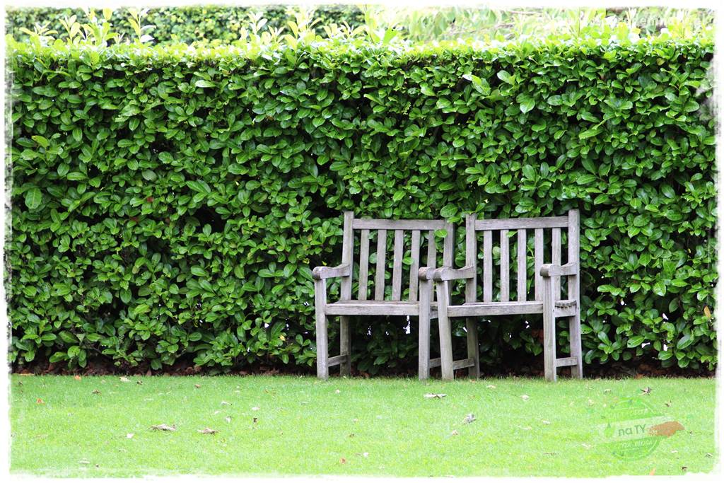 Jak osłonić ogród od hałasu 23 Jak osłonić ogród od hałasu 23