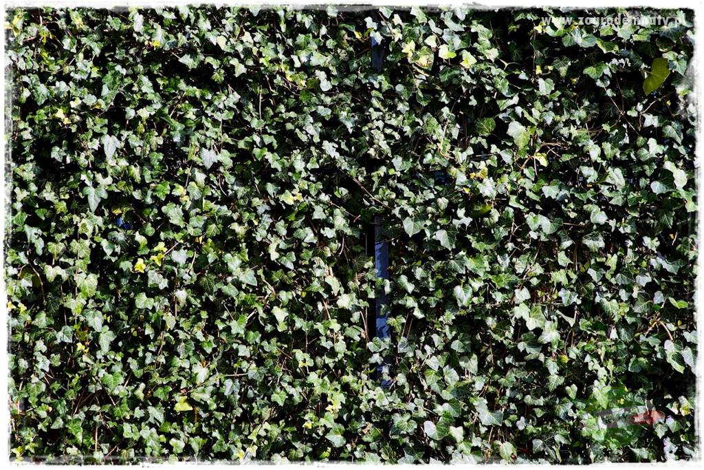 Jak osłonić ogród od hałasu 24