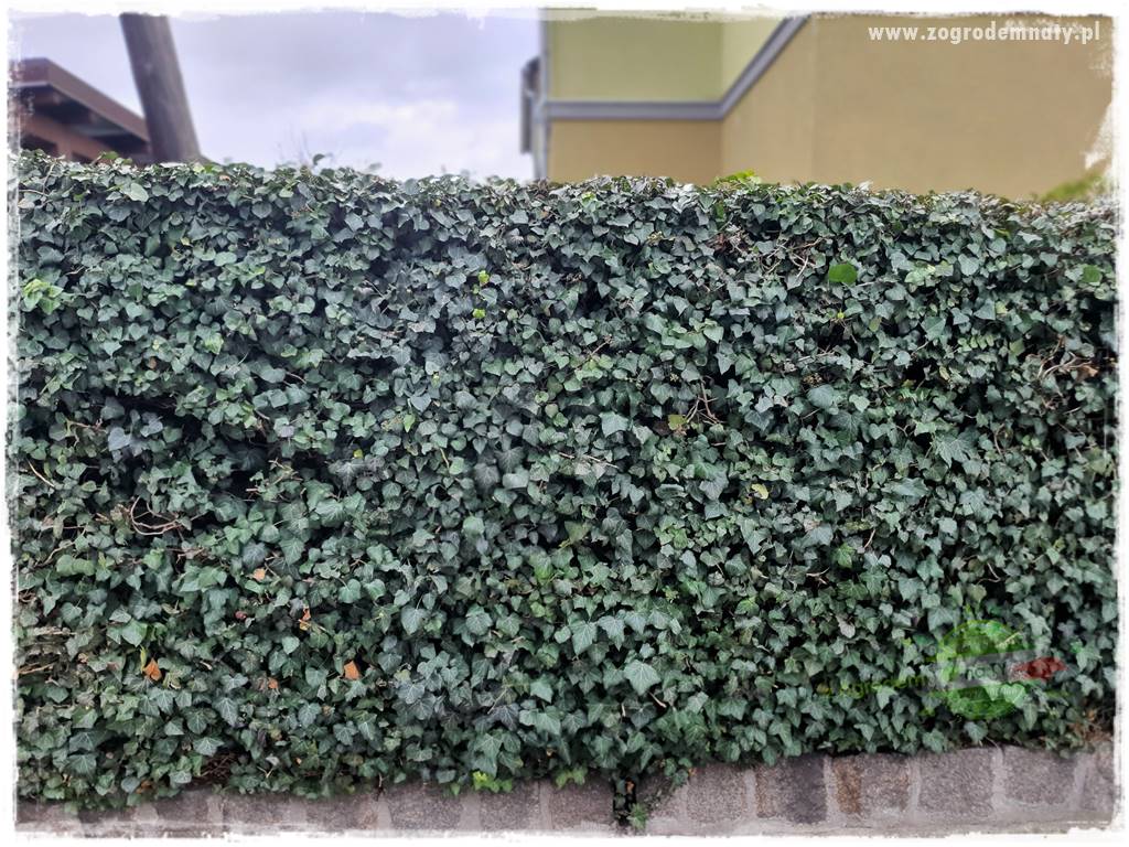 Jak osłonić ogród od hałasu 27 Jak osłonić ogród od hałasu 27