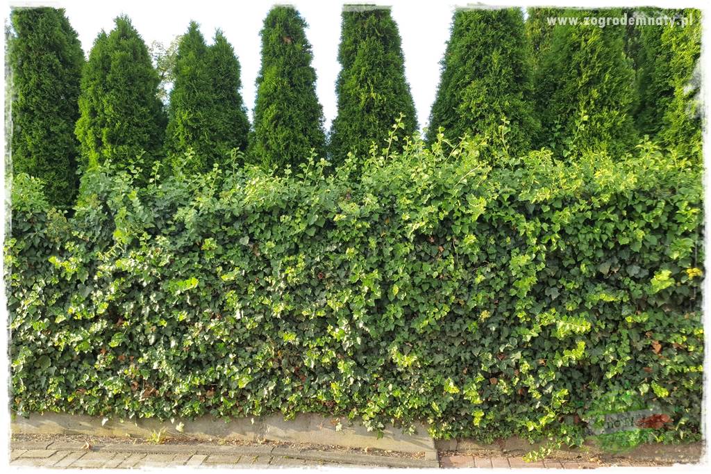 Jak osłonić ogród od hałasu 28 Jak osłonić ogród od hałasu 28