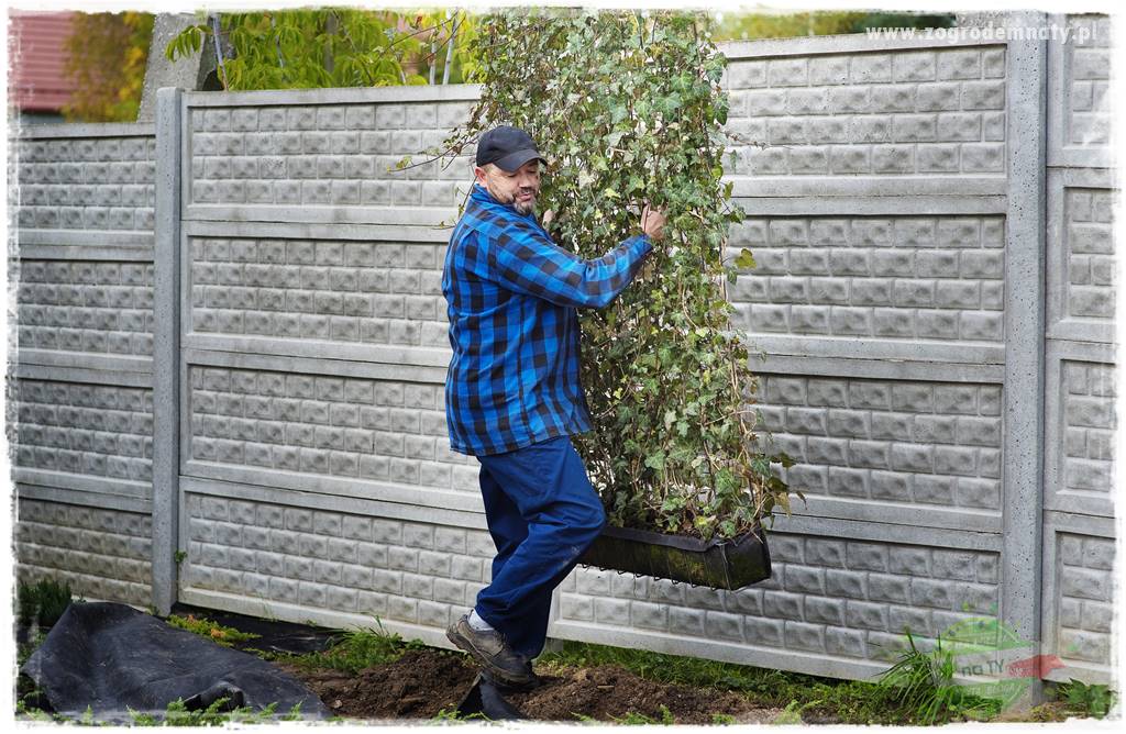 Jak osłonić ogród od hałasu 29 Jak osłonić ogród od hałasu 29