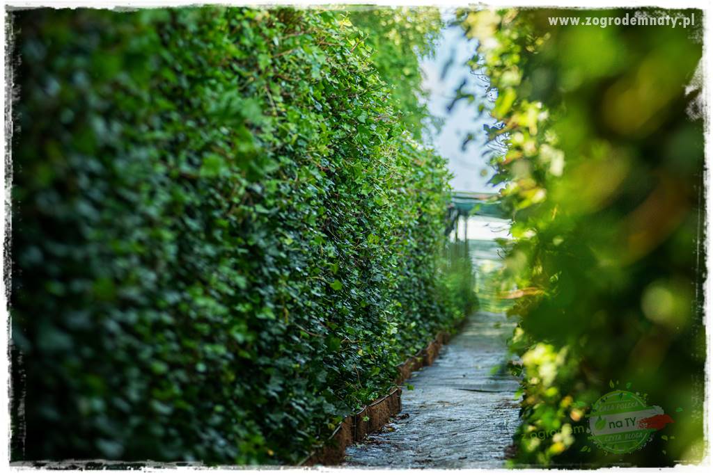 Jak osłonić ogród od hałasu 31 Jak osłonić ogród od hałasu 31