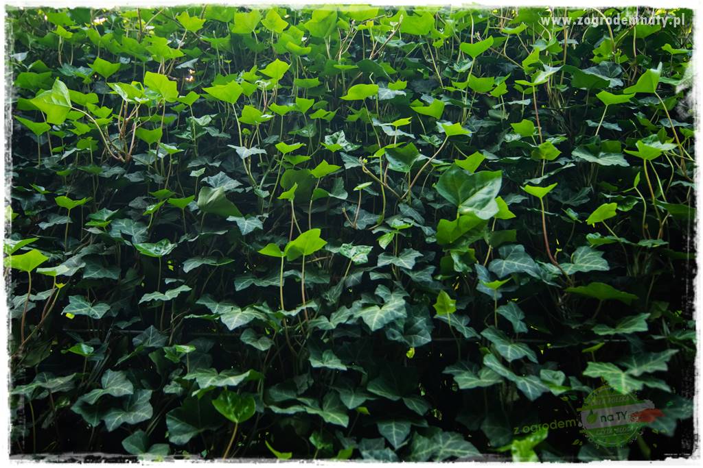 Jak osłonić ogród od hałasu 32 Jak osłonić ogród od hałasu 32