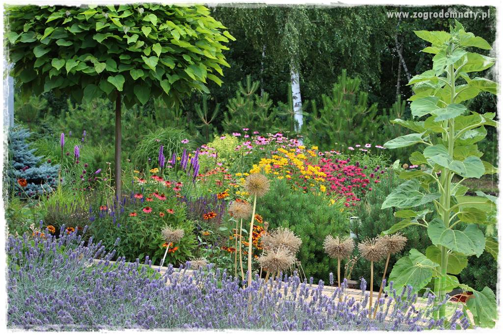 Kolorowe rabaty ogrodowe 1