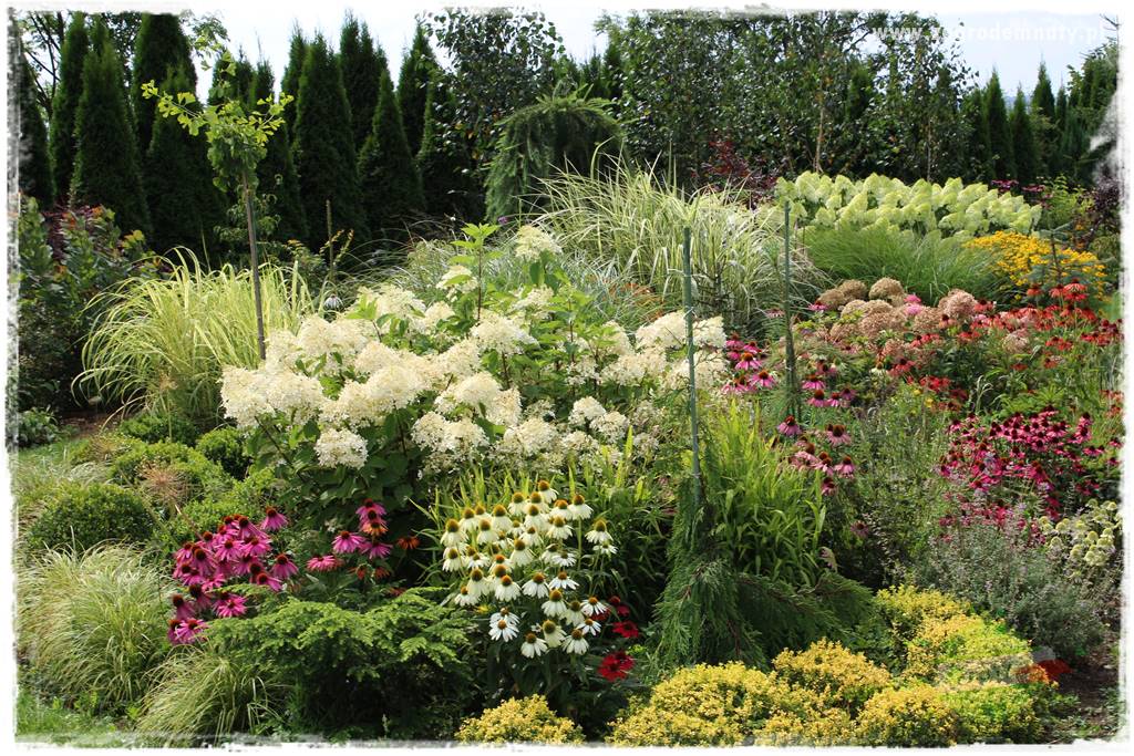 Kolorowe rabaty ogrodowe 10