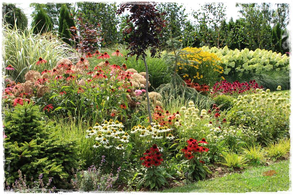 Kolorowe rabaty ogrodowe 11