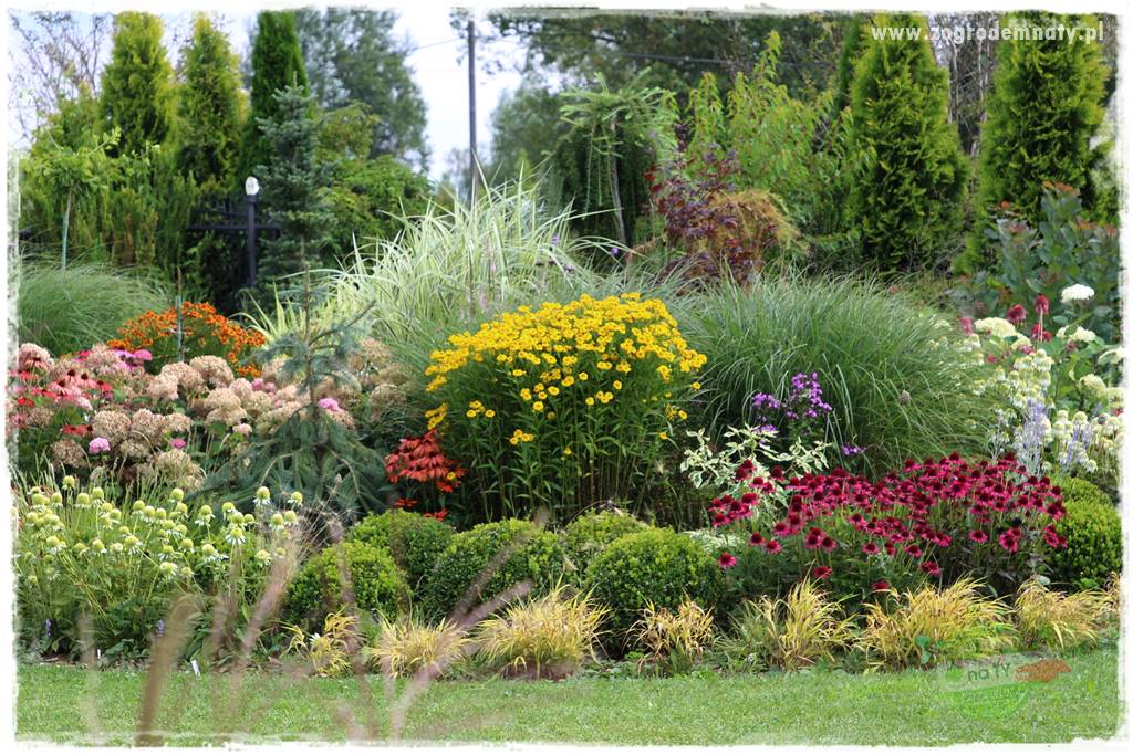 Kolorowe rabaty ogrodowe 12