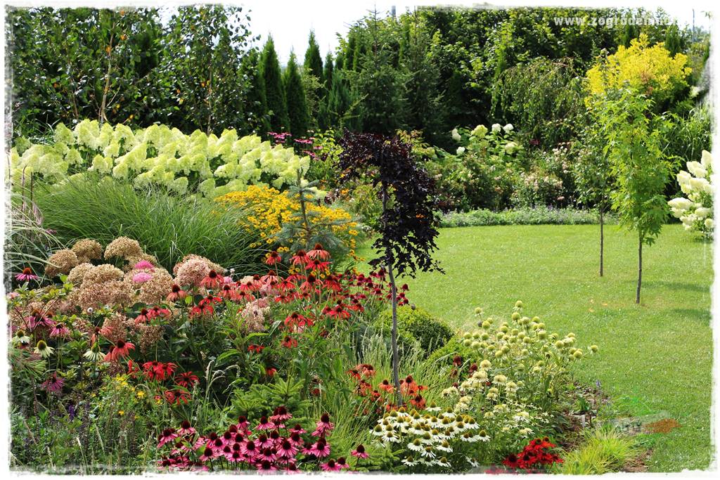 Kolorowe rabaty ogrodowe 14