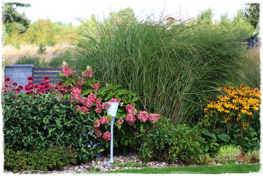 Kolorowe rabaty ogrodowe 17