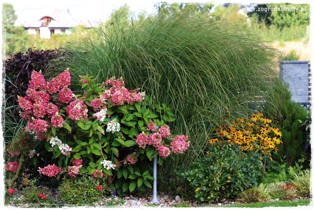 Kolorowe rabaty ogrodowe 19