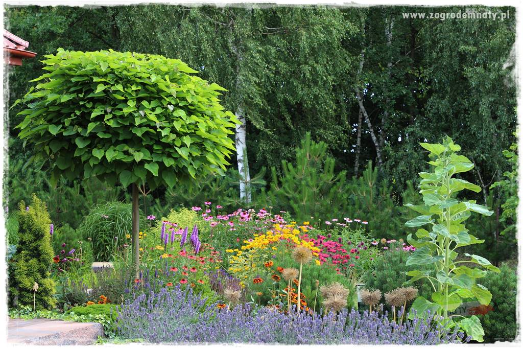 Kolorowe rabaty ogrodowe 2