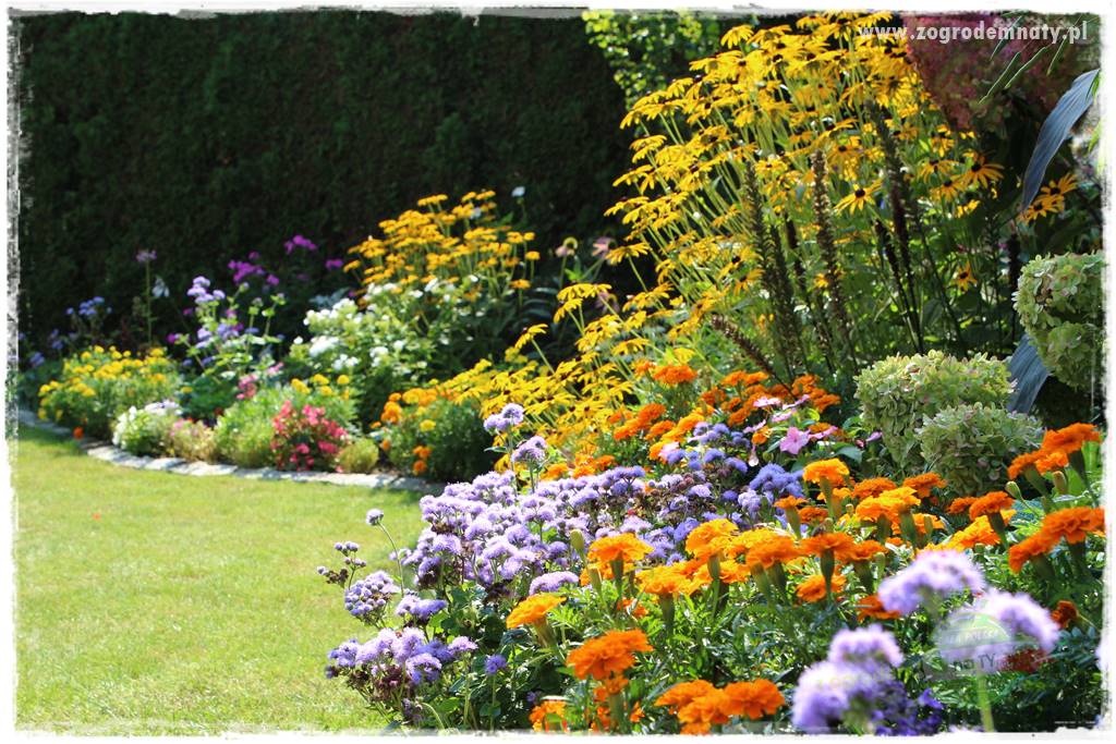 Kolorowe rabaty ogrodowe 22