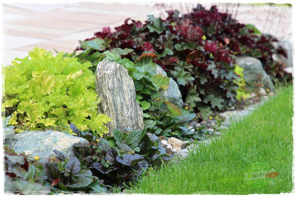 Kolorowe rabaty ogrodowe 31