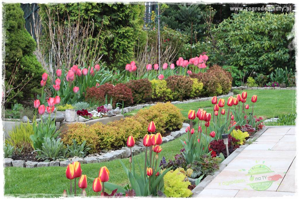 Kolorowe rabaty ogrodowe 32