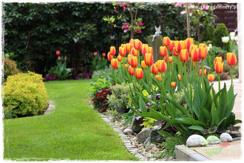 Kolorowe rabaty ogrodowe 34