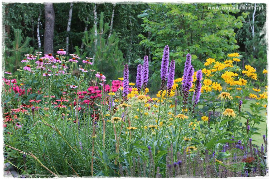 Kolorowe rabaty ogrodowe 4