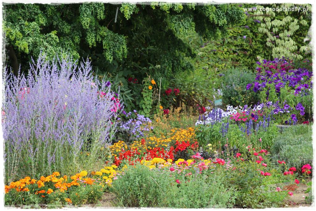 Kolorowe rabaty ogrodowe 45