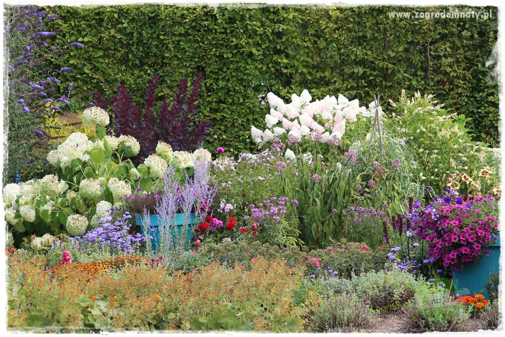 Kolorowe rabaty ogrodowe 46