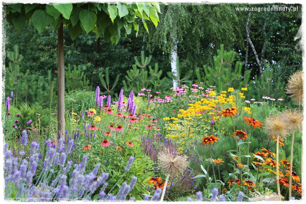 Kolorowe rabaty ogrodowe 5