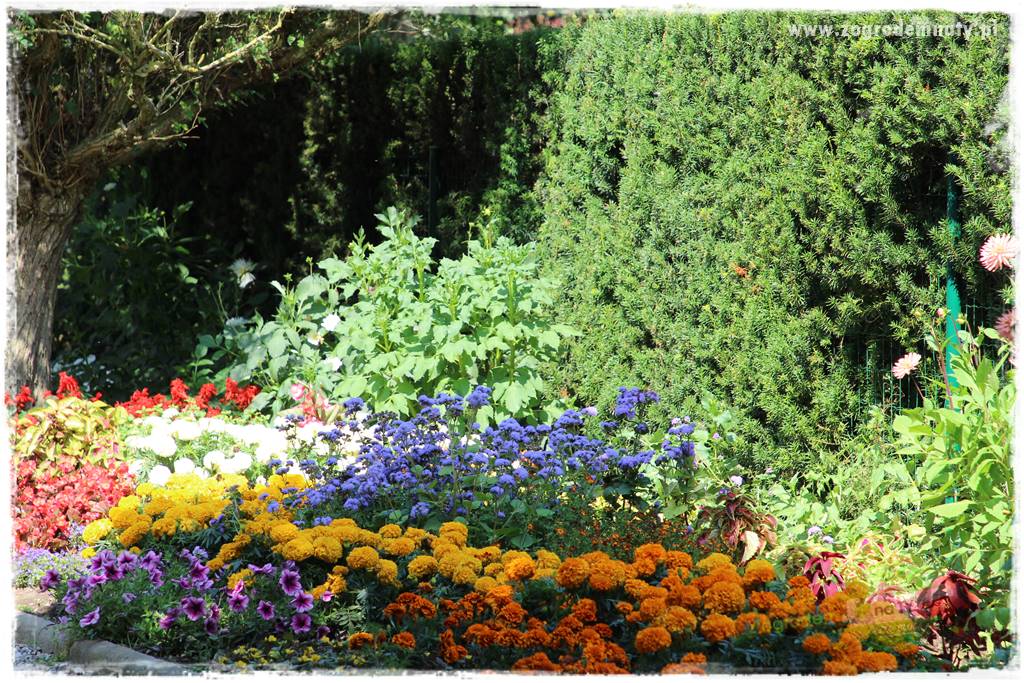 Kolorowe rabaty ogrodowe 50