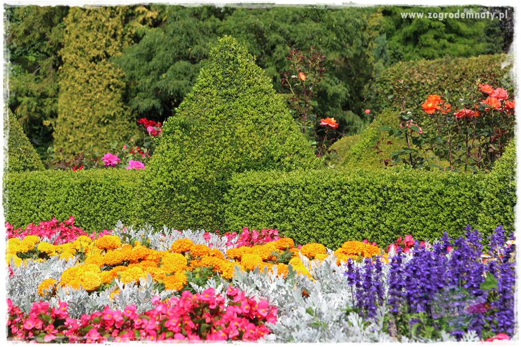 Kolorowe rabaty ogrodowe 51