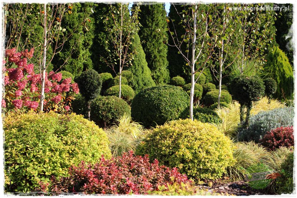 Kolorowe rabaty ogrodowe 57