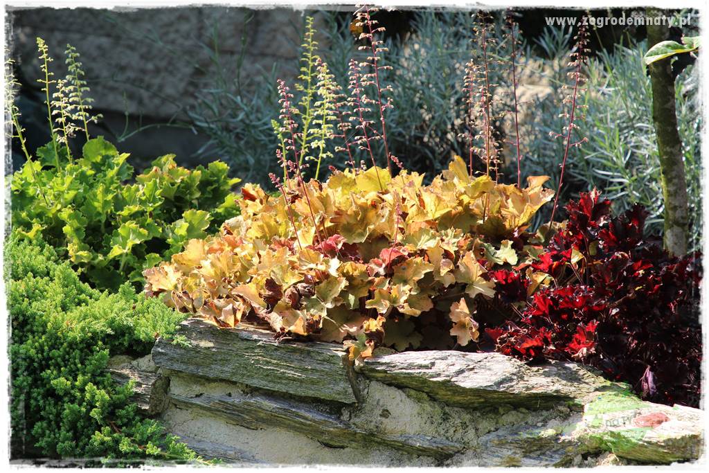 Kolorowe rabaty ogrodowe 59