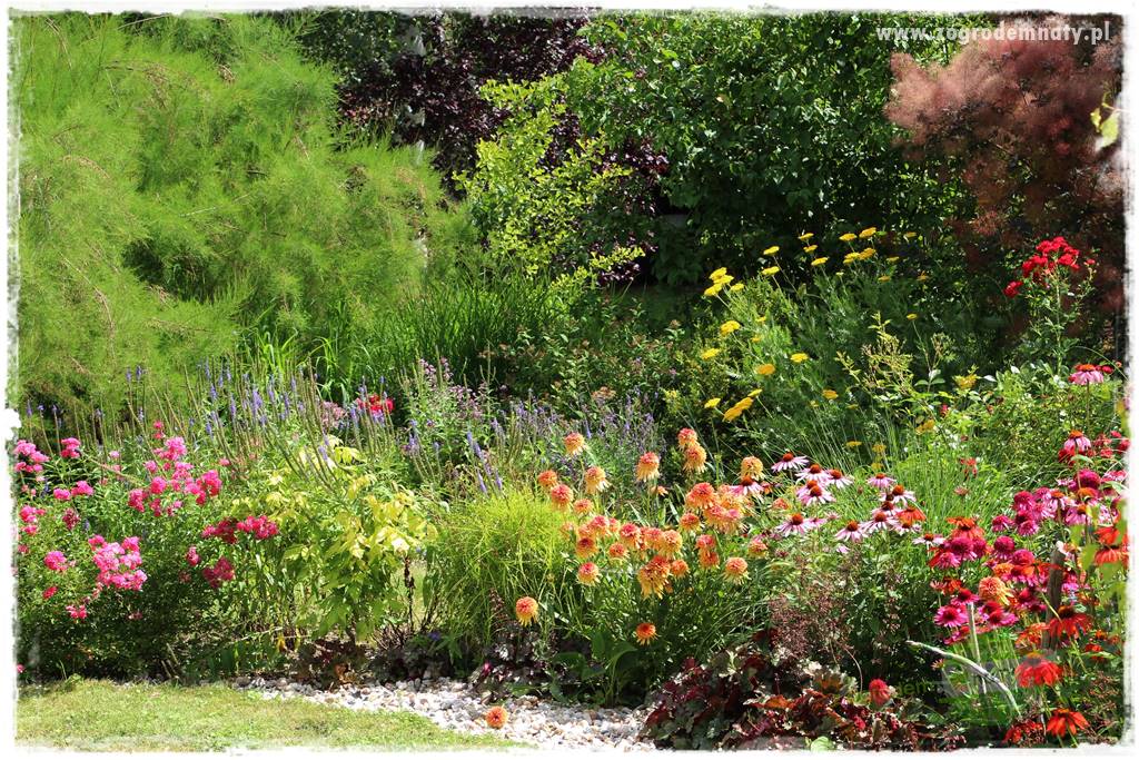 Kolorowe rabaty ogrodowe 61