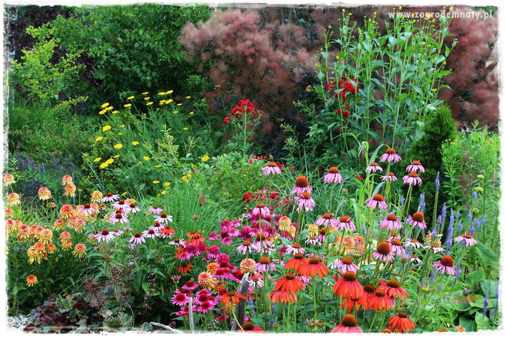 Kolorowe rabaty ogrodowe 65