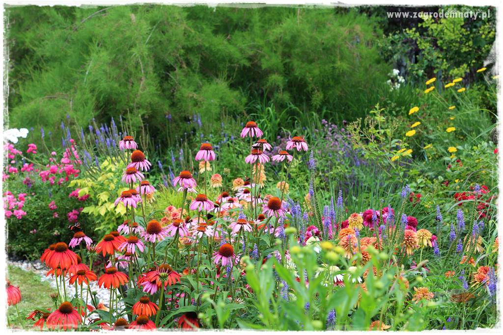 Kolorowe rabaty ogrodowe 67