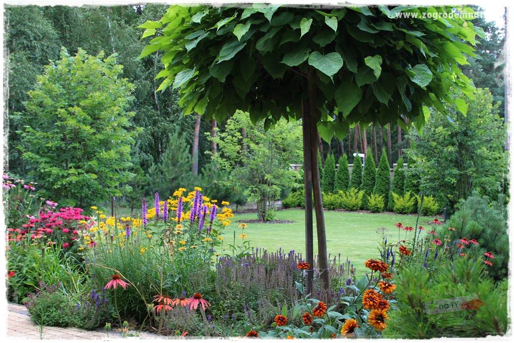 Kolorowe rabaty ogrodowe 7