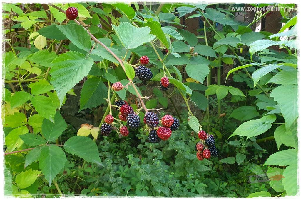 Ogród leśny 10 Ogród leśny 10