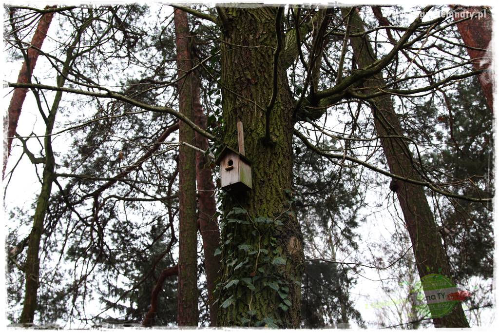 Ogród leśny 11 Ogród leśny 11