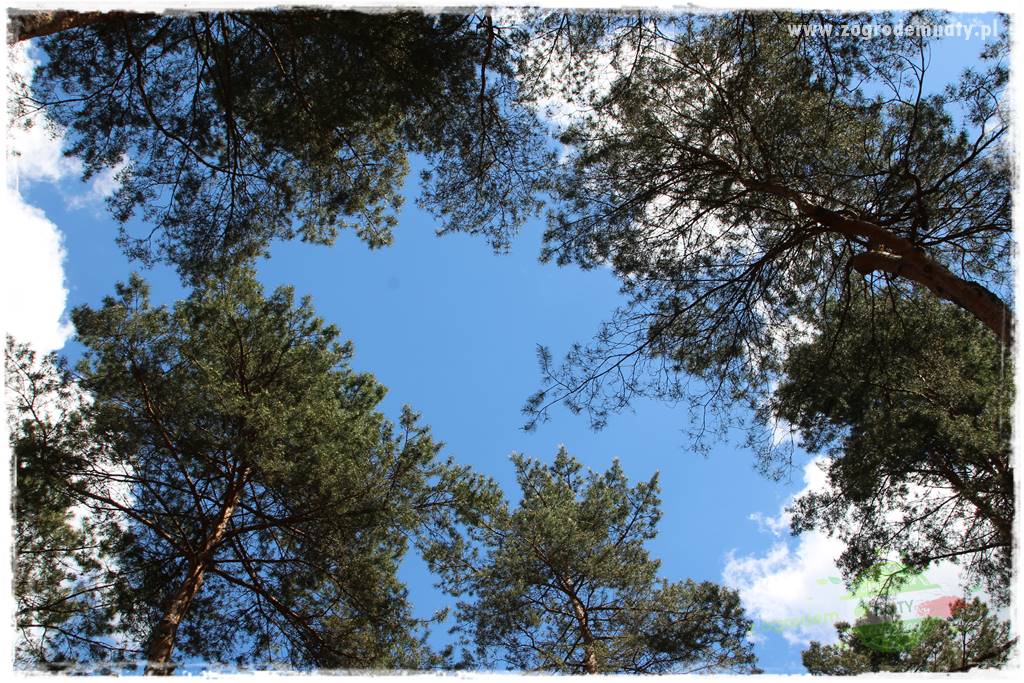 Ogród leśny 12 Ogród leśny 12