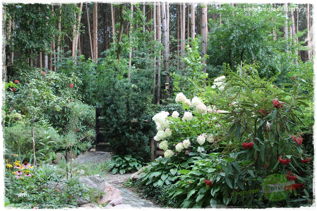 Ogród leśny 13 Ogród leśny 13