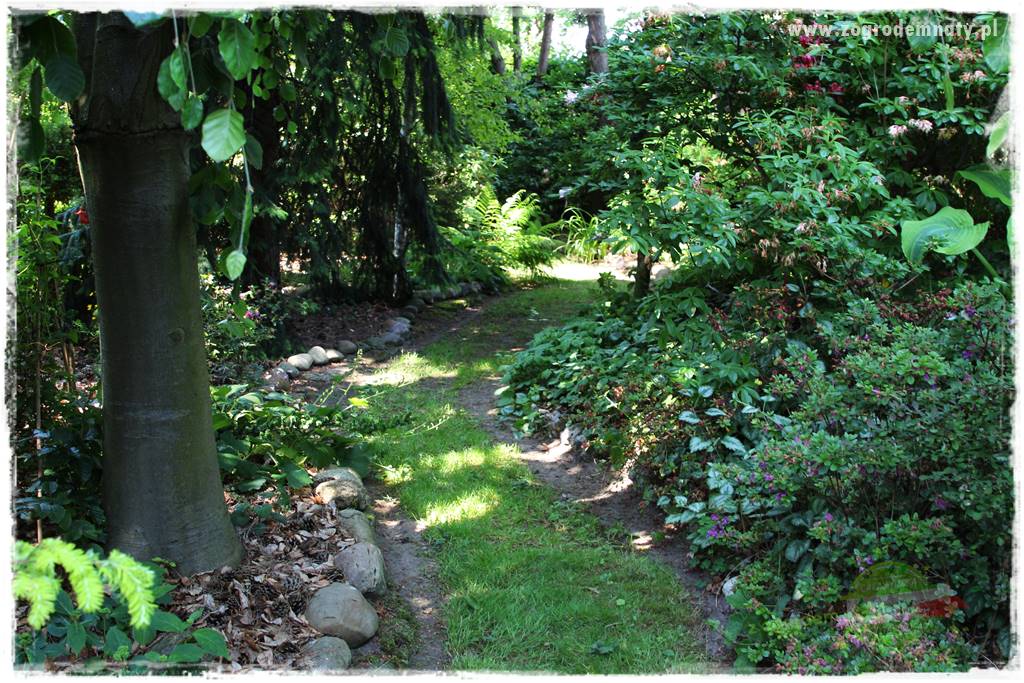 Ogród leśny 14 Ogród leśny 14