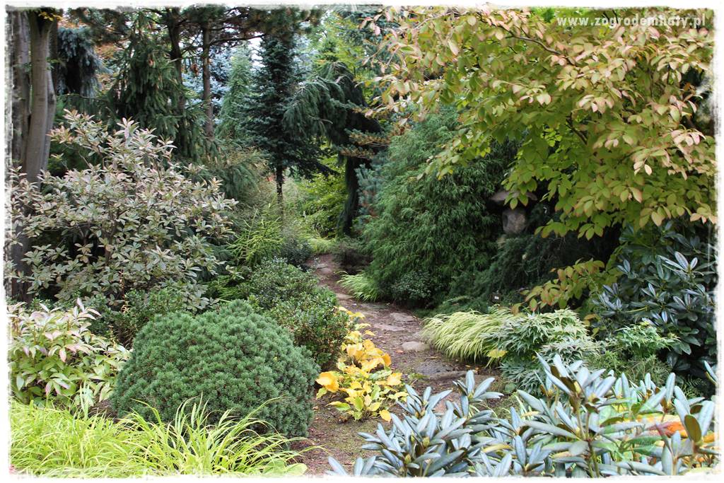 Ogród leśny 15 Ogród leśny 15