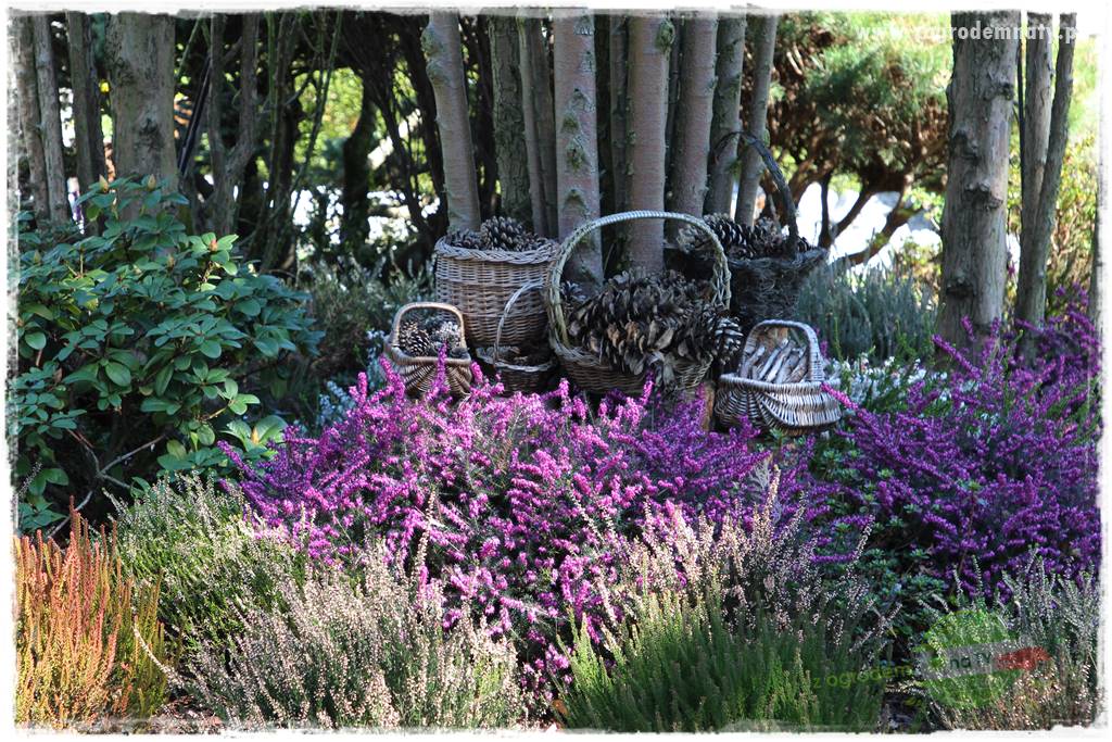 Ogród leśny 16 Ogród leśny 16