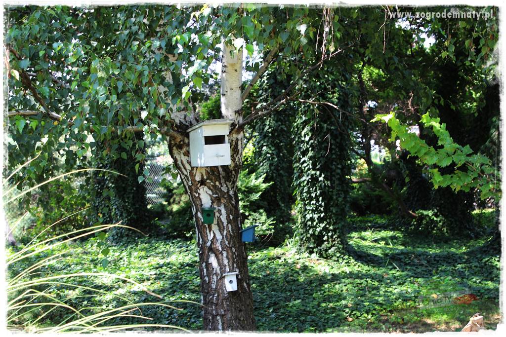 Ogród leśny 18 Ogród leśny 18