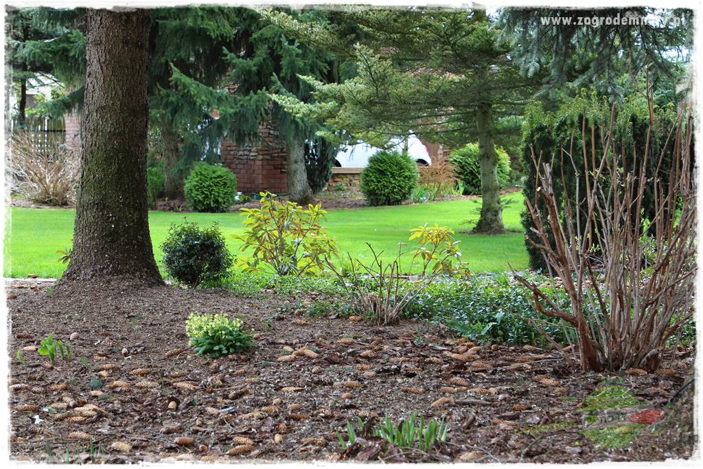 Ogród leśny 20 Ogród leśny 20