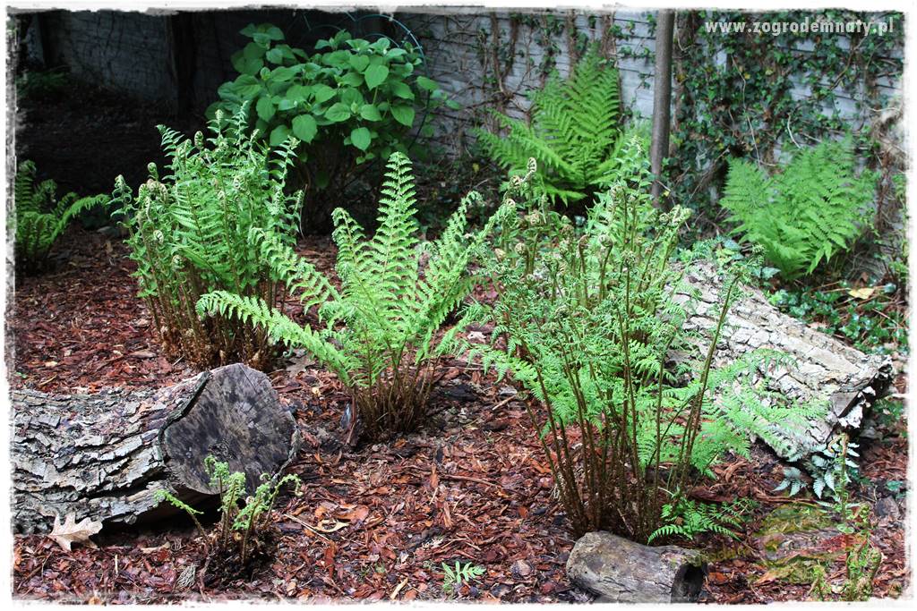Ogród leśny 21 Ogród leśny 21