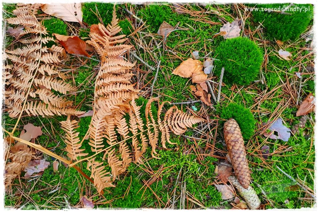 Ogród leśny 22 Ogród leśny 22