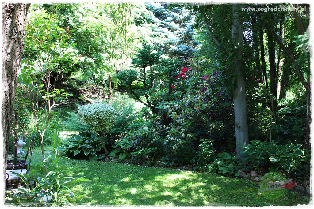 Ogród leśny 24