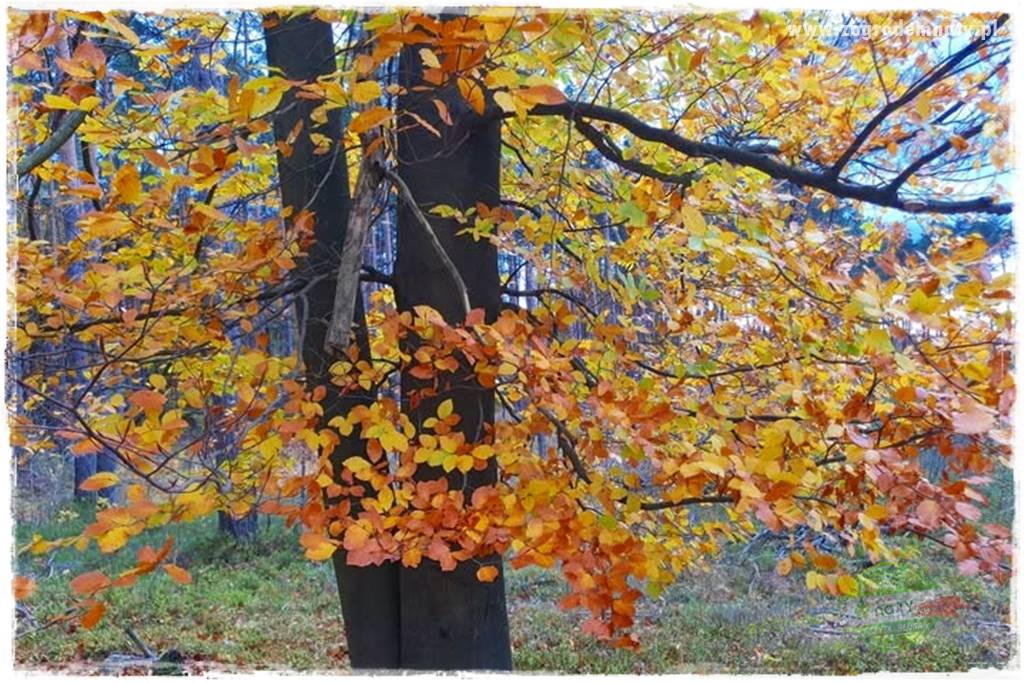 Ogród leśny 29 Ogród leśny 29