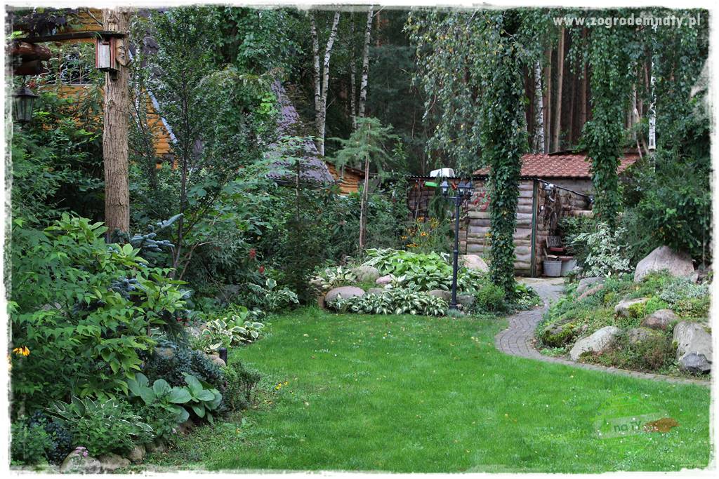 Ogród leśny 3 Ogród leśny 3