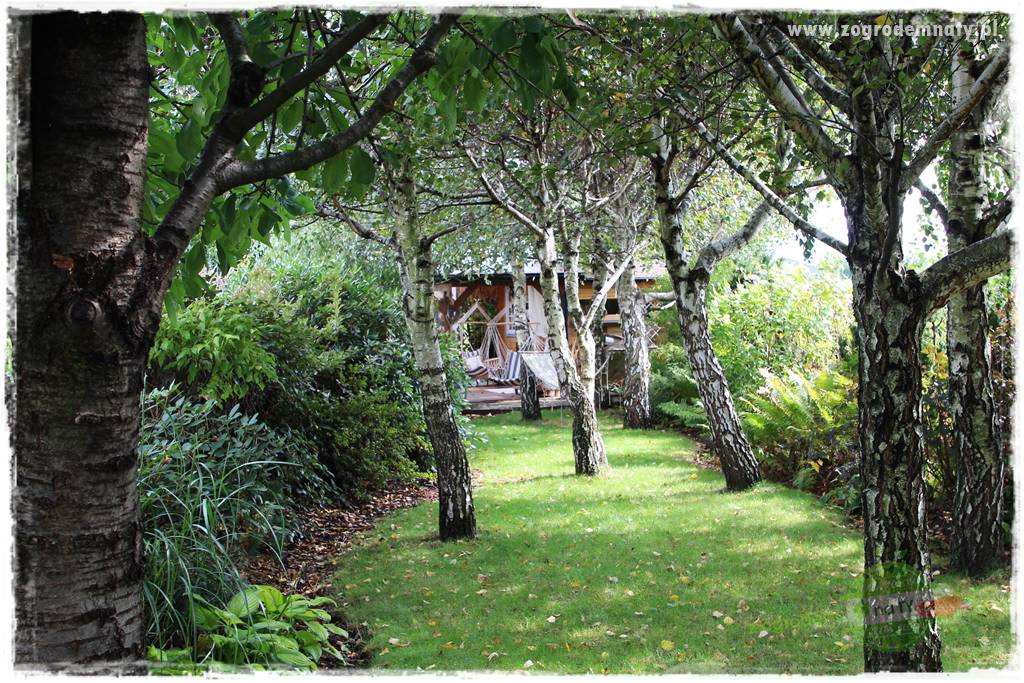 Ogród leśny 31 Ogród leśny 31