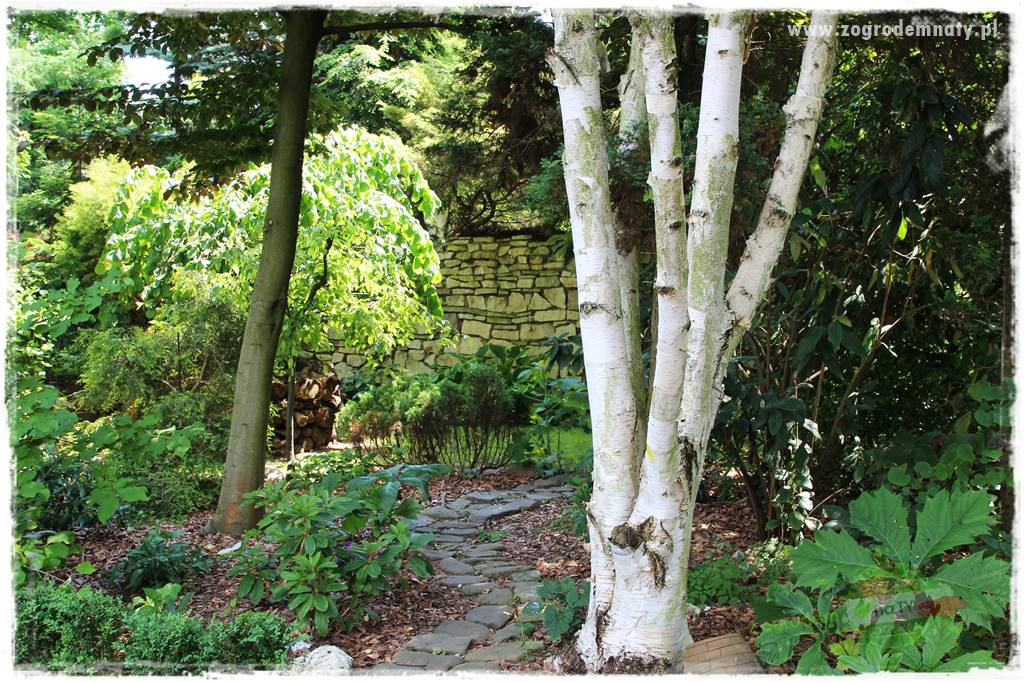 Ogród leśny 32 Ogród leśny 32