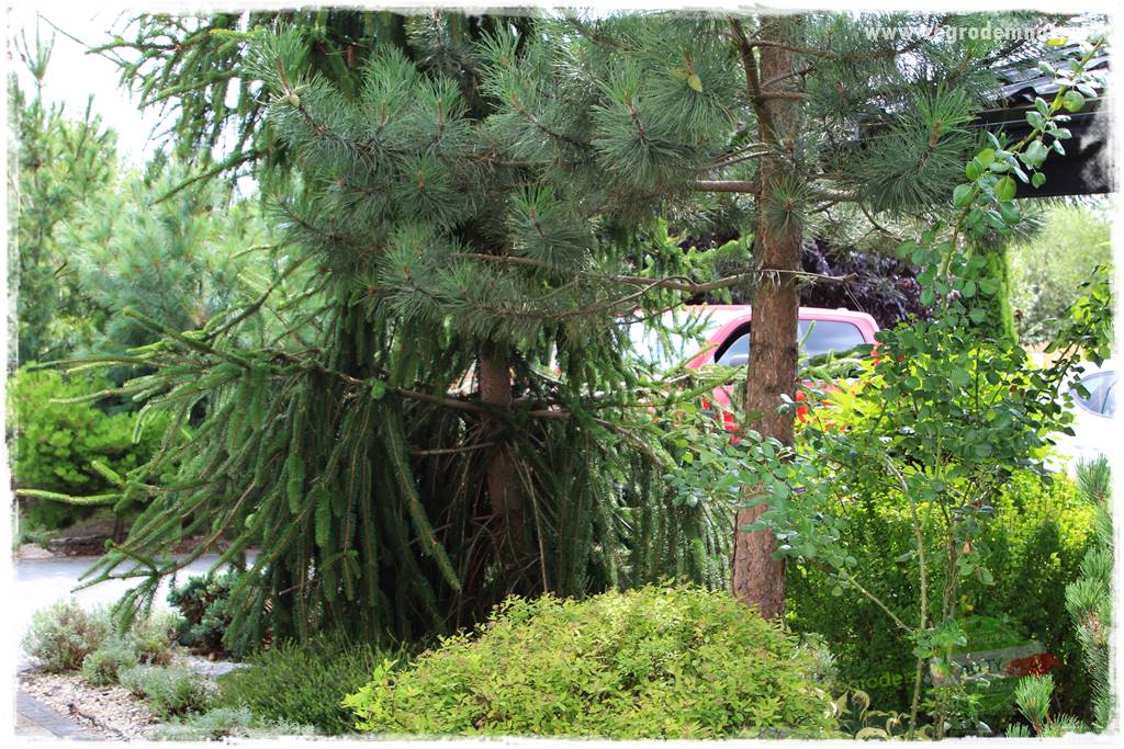 Ogród leśny 34 Ogród leśny 34